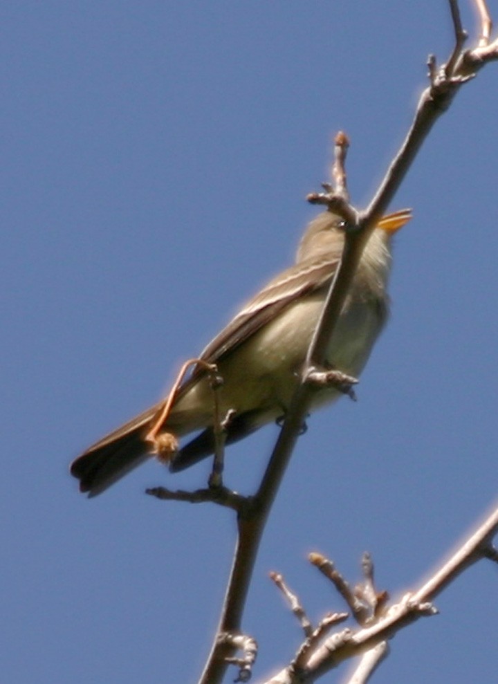 Greater Pewee - ML645988096
