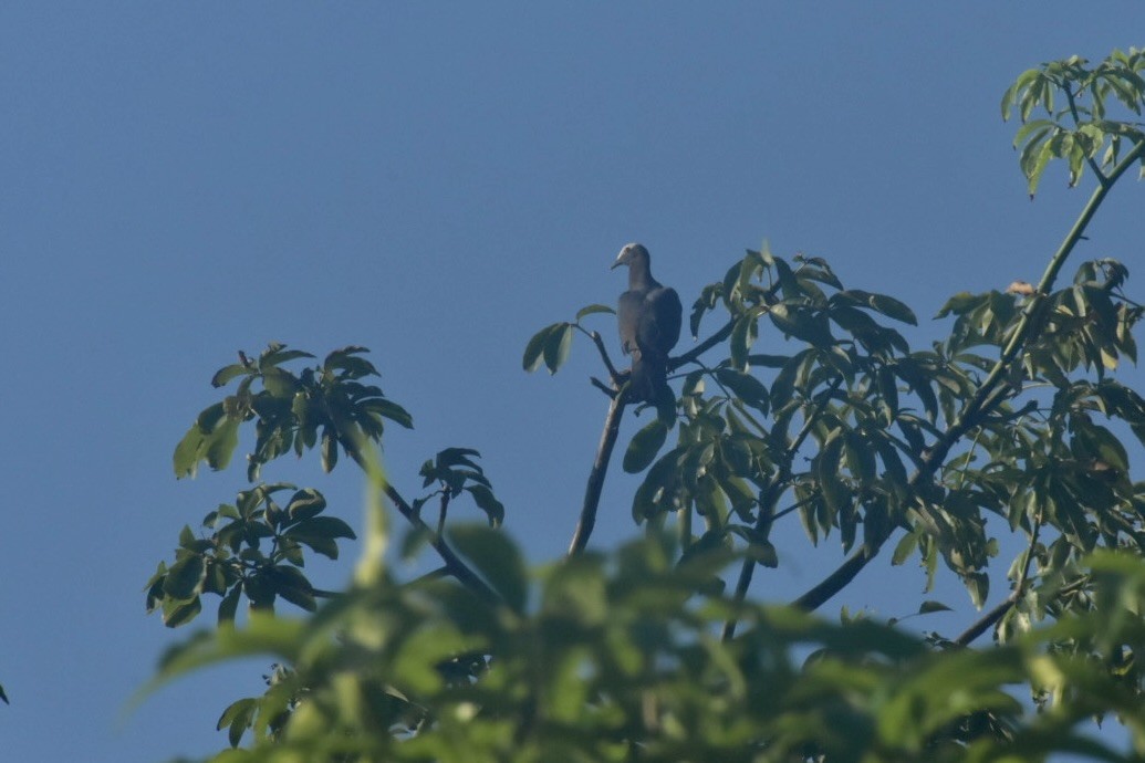 holub antilský - ML645988097