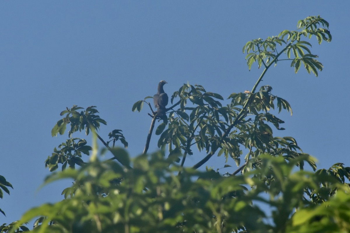 holub antilský - ML645988098