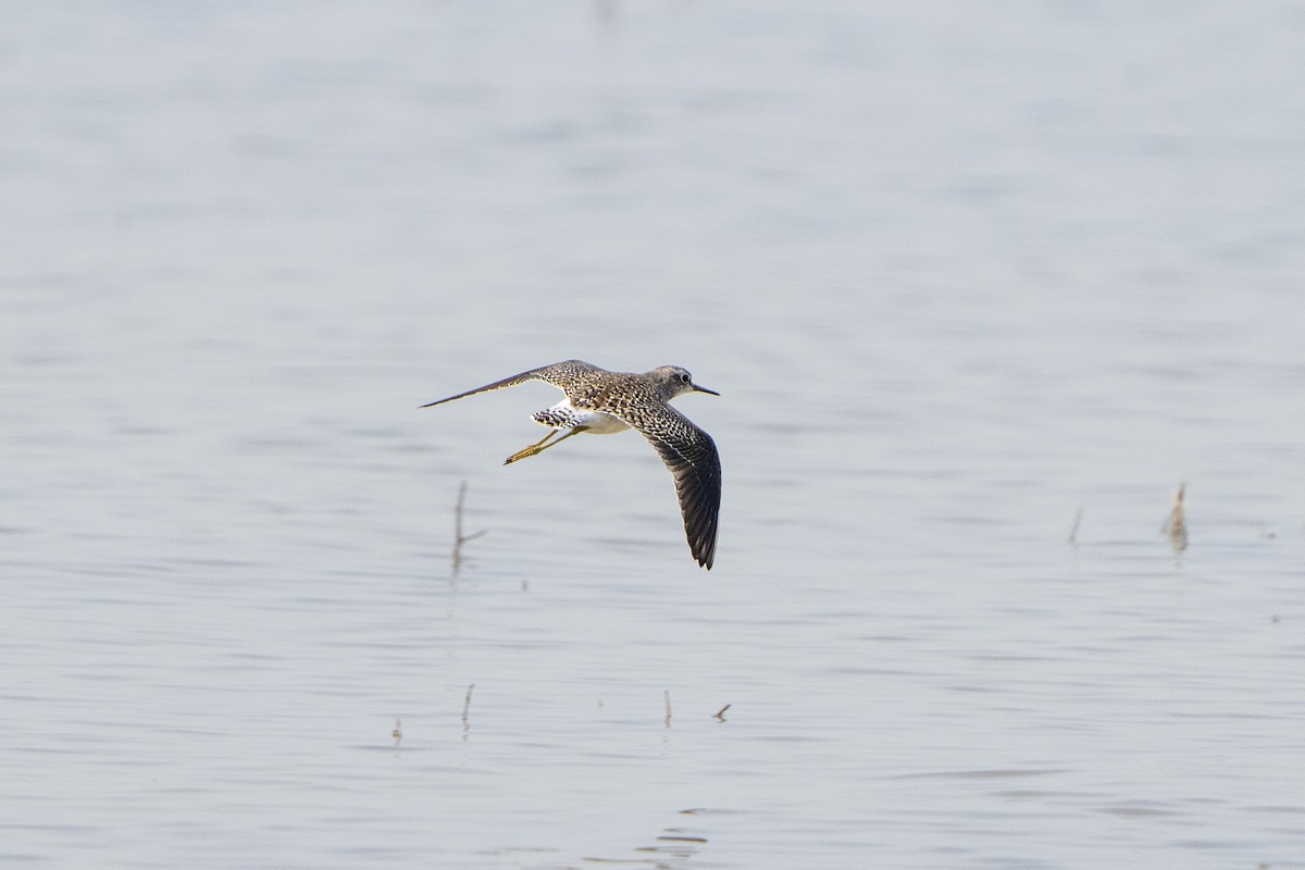 vodouš bahenní - ML645988102