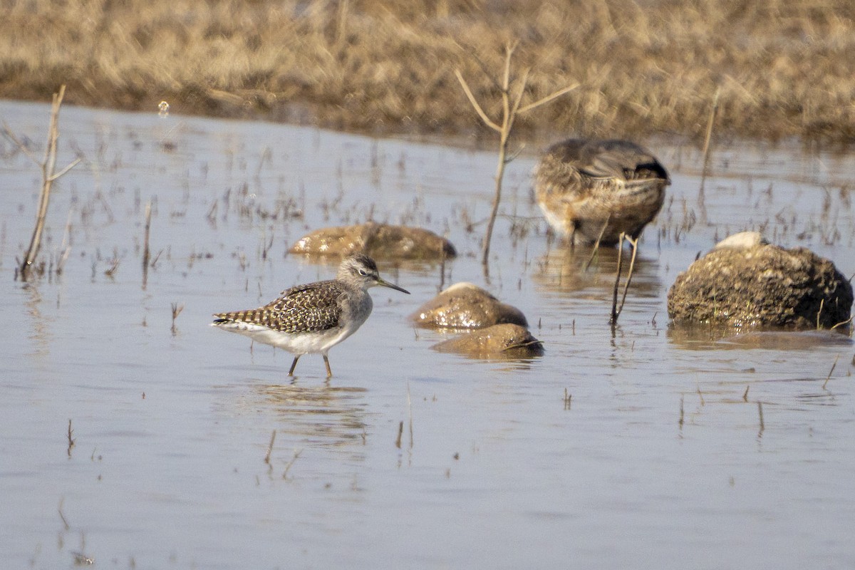 vodouš bahenní - ML645988103