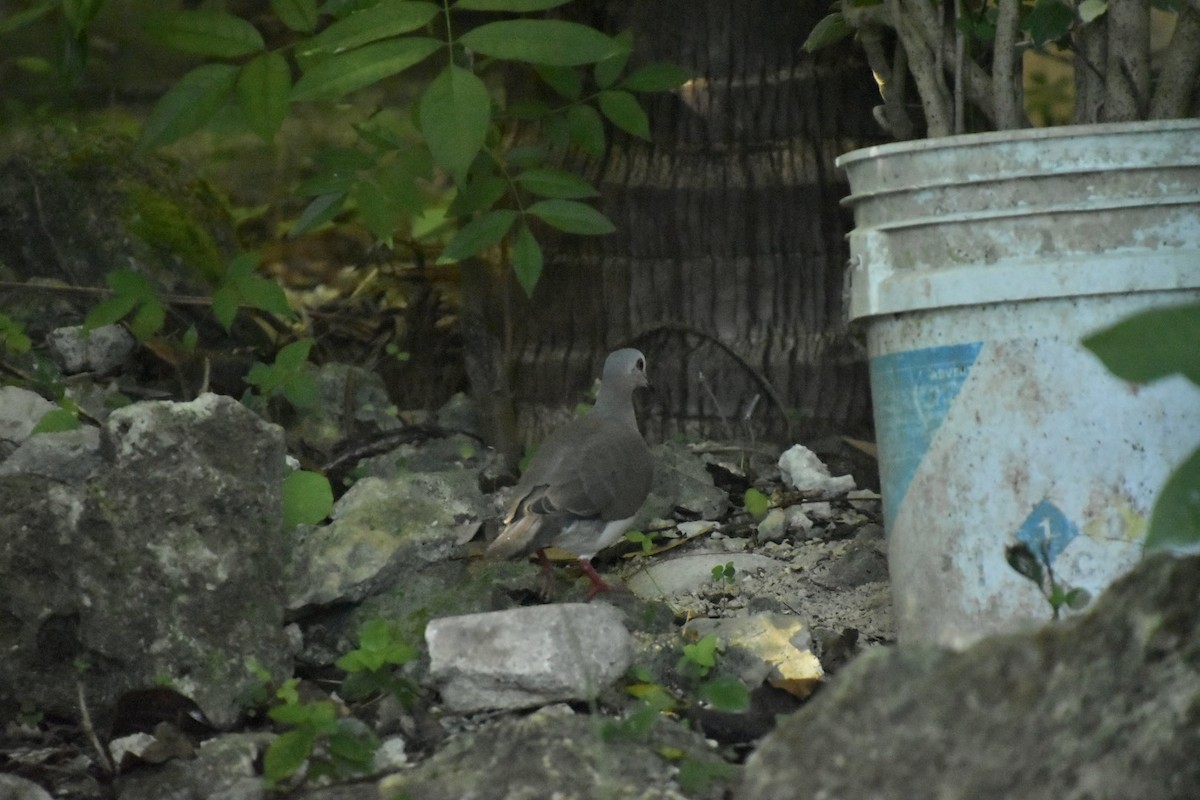 シロハラシャコバト - ML645988104