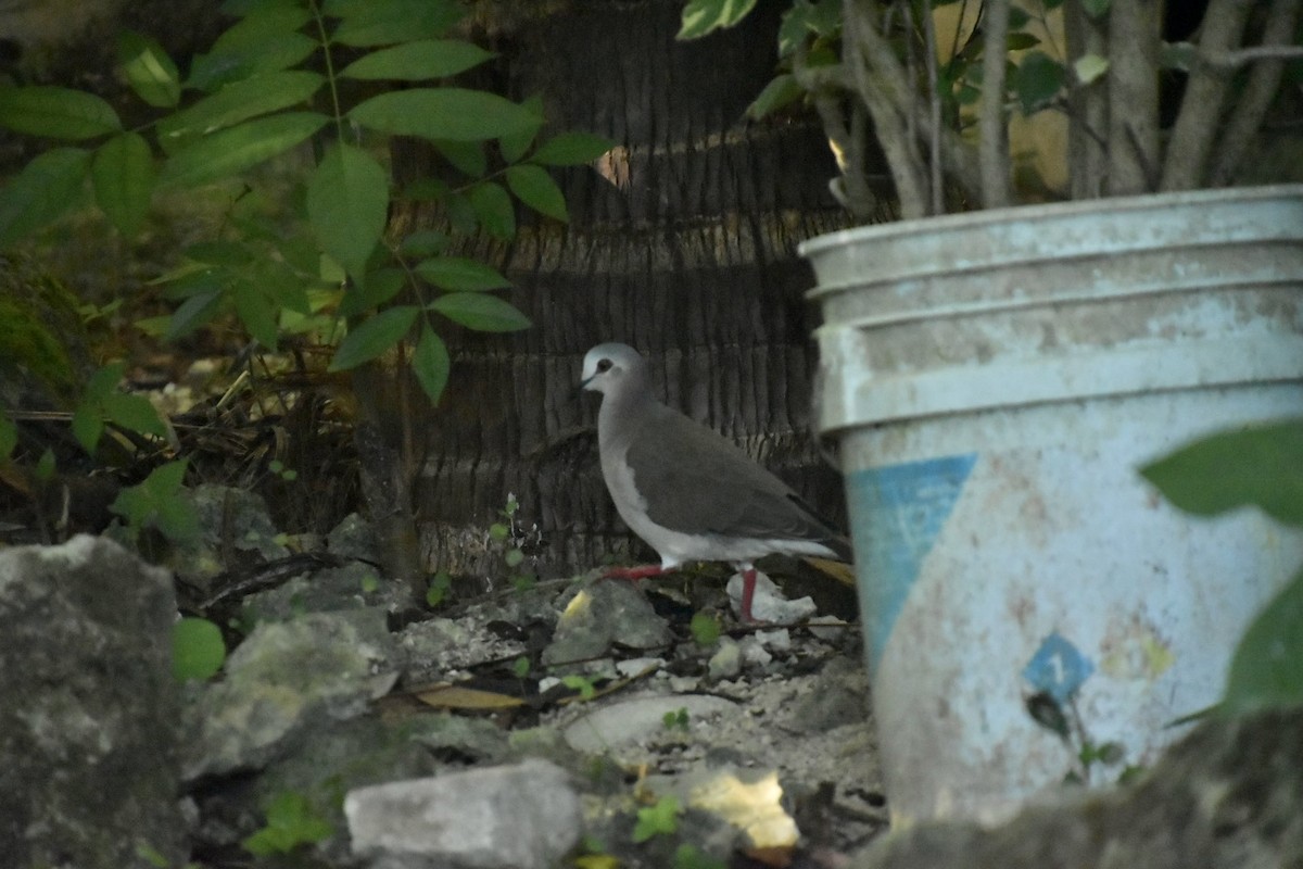 シロハラシャコバト - ML645988105