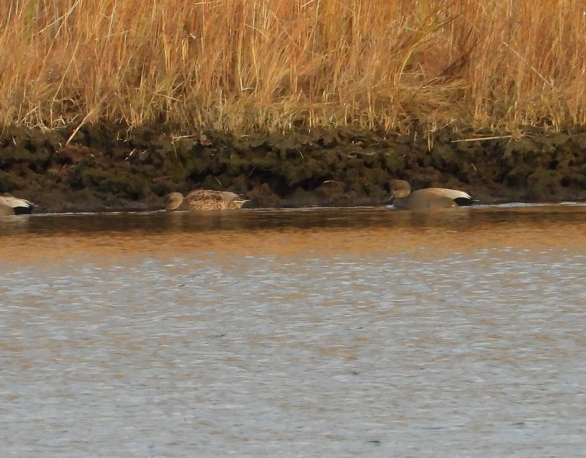 オカヨシガモ - ML645988107