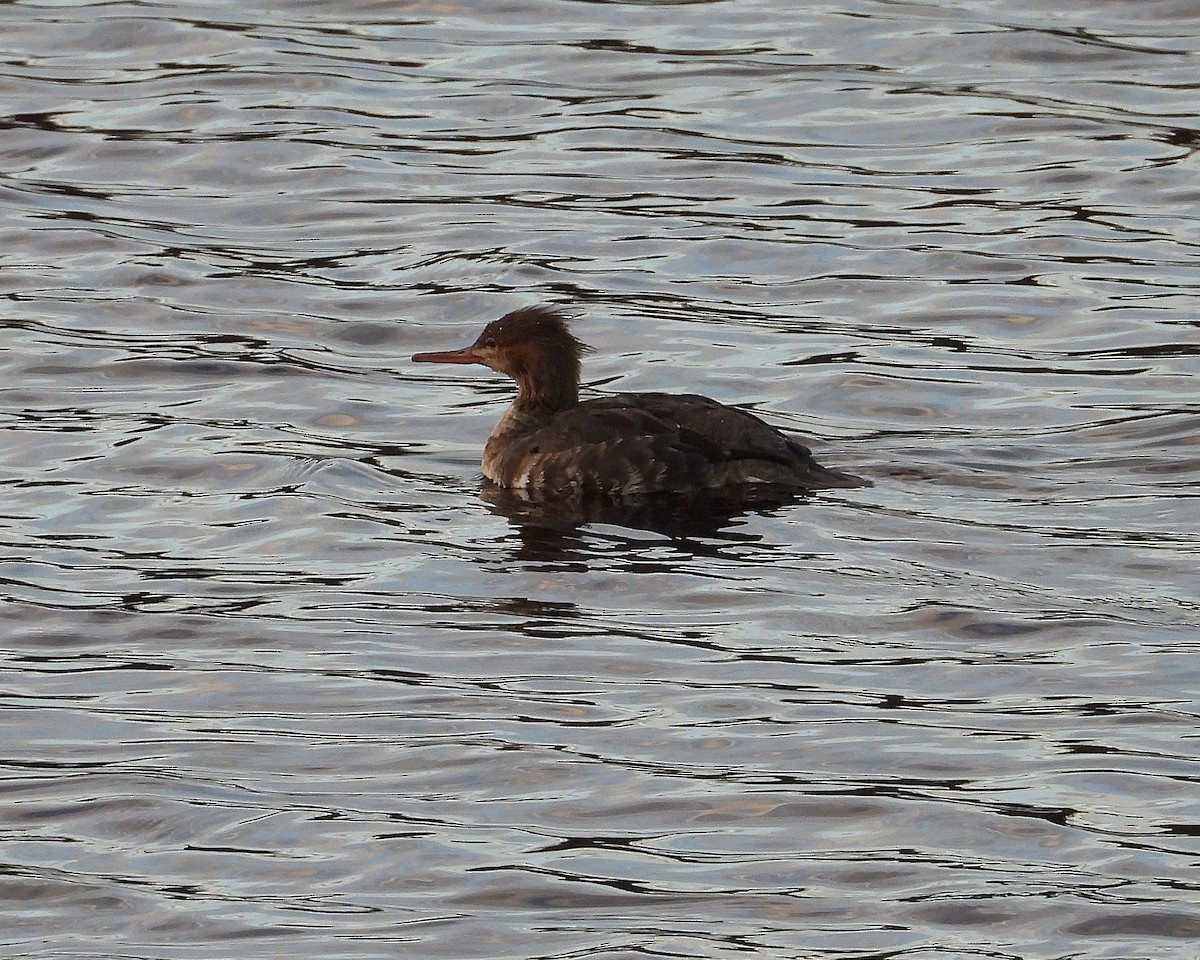 ウミアイサ - ML645988110