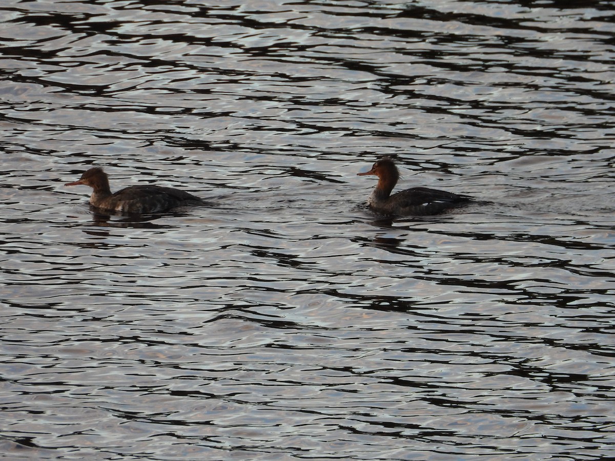 ウミアイサ - ML645988111