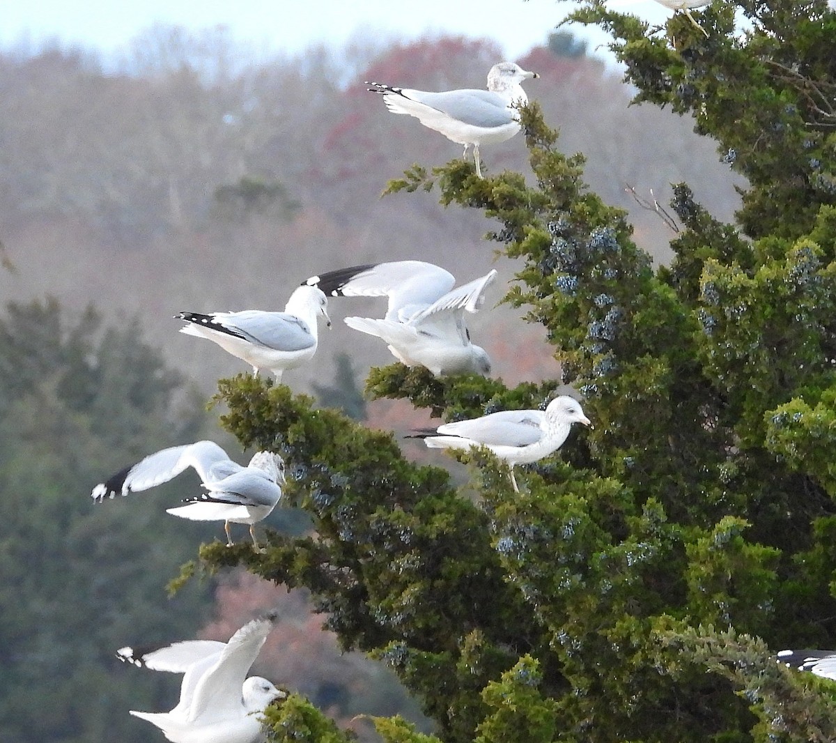 クロワカモメ - ML645988122