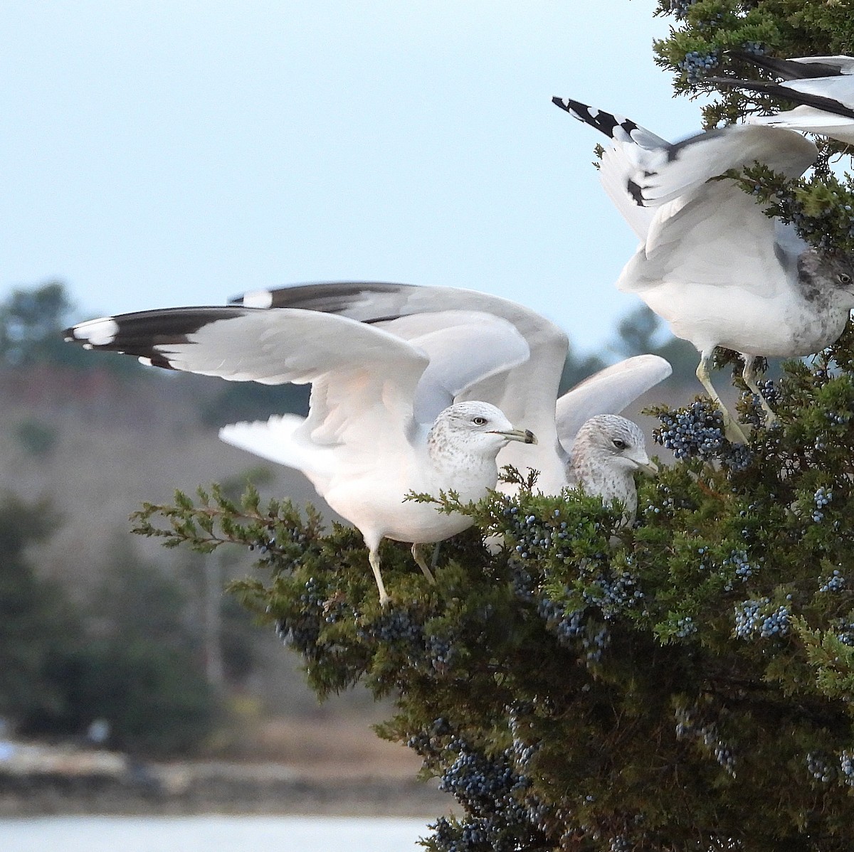 クロワカモメ - ML645988123