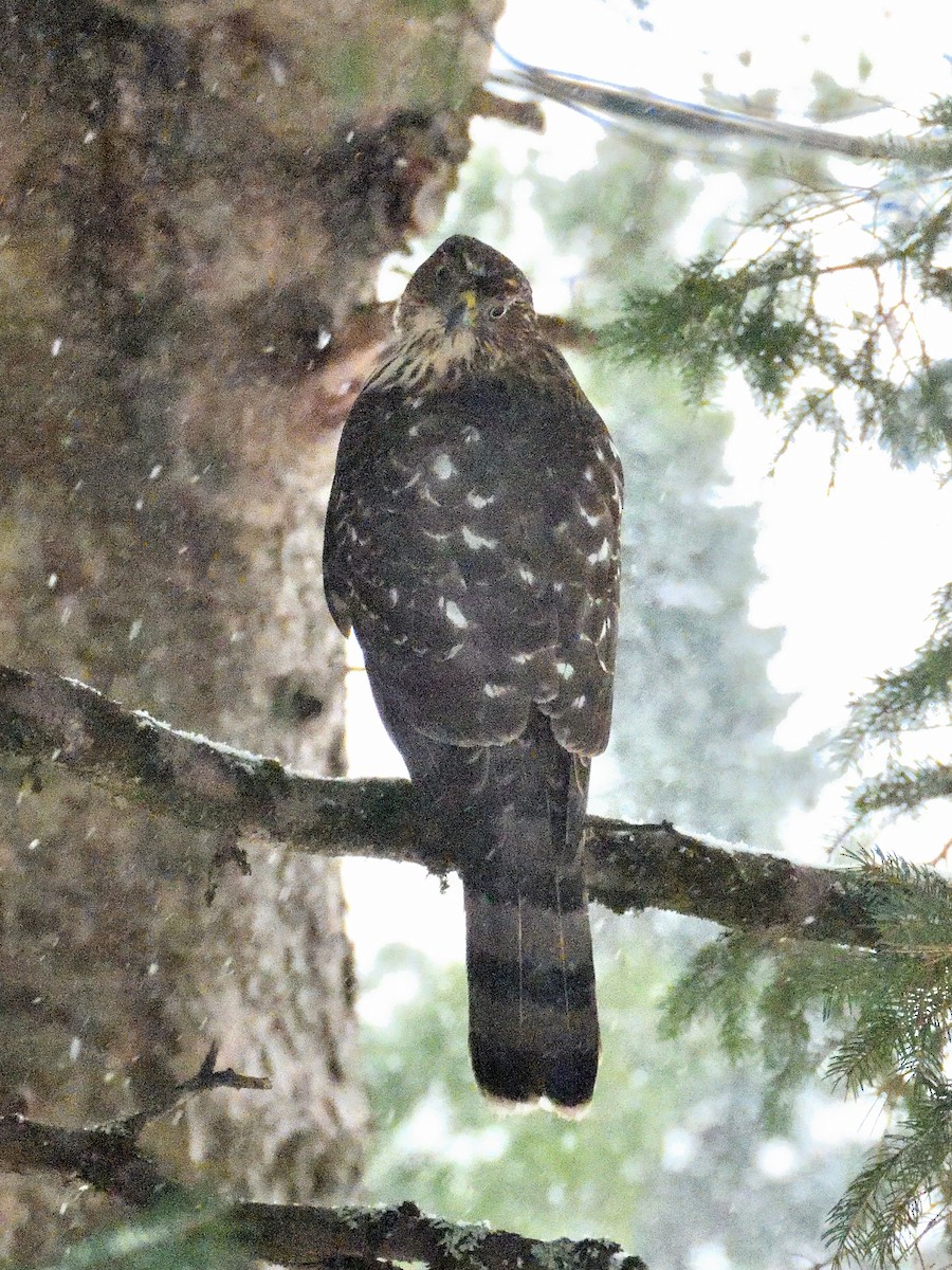 Sharp-shinned Hawk - ML645988124