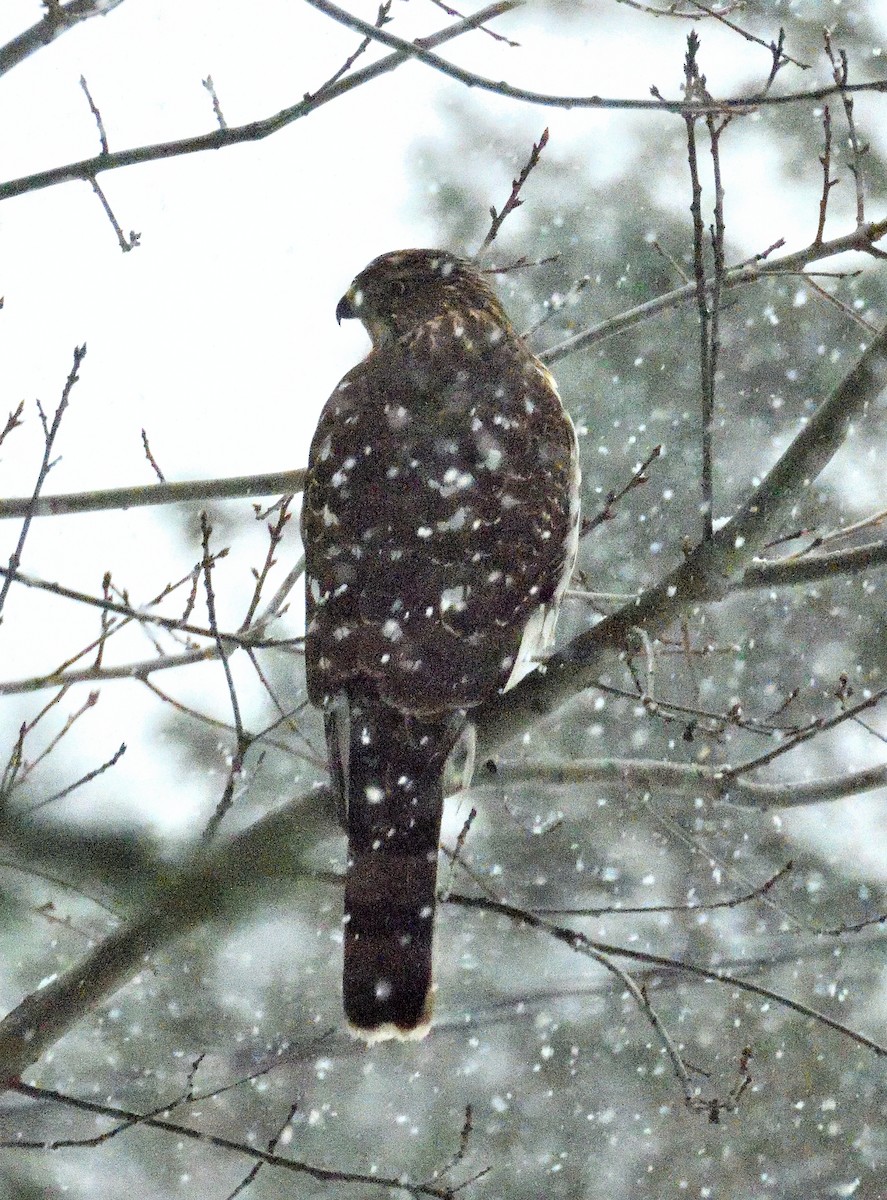 Sharp-shinned Hawk - ML645988125