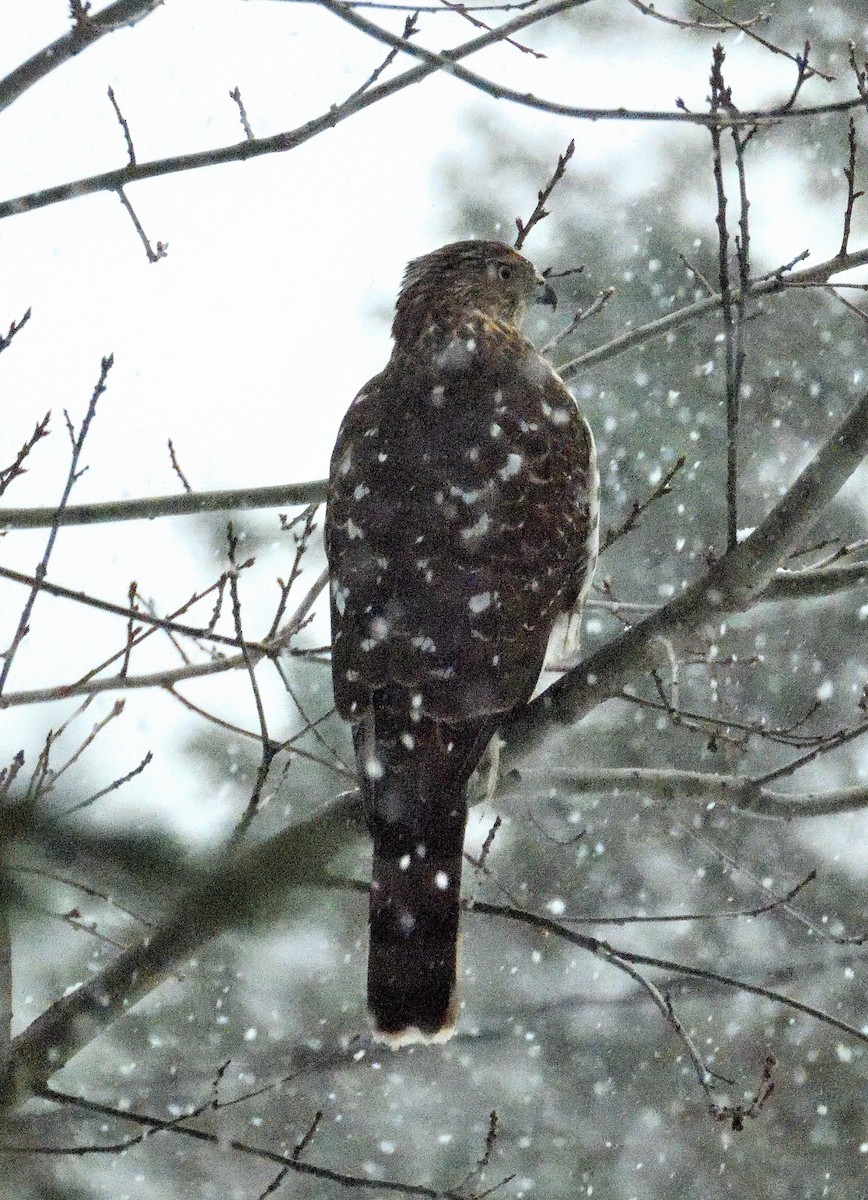 Sharp-shinned Hawk - ML645988126