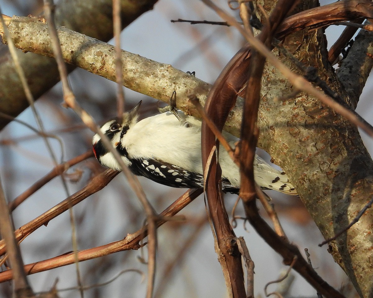 セジロコゲラ - ML645988132