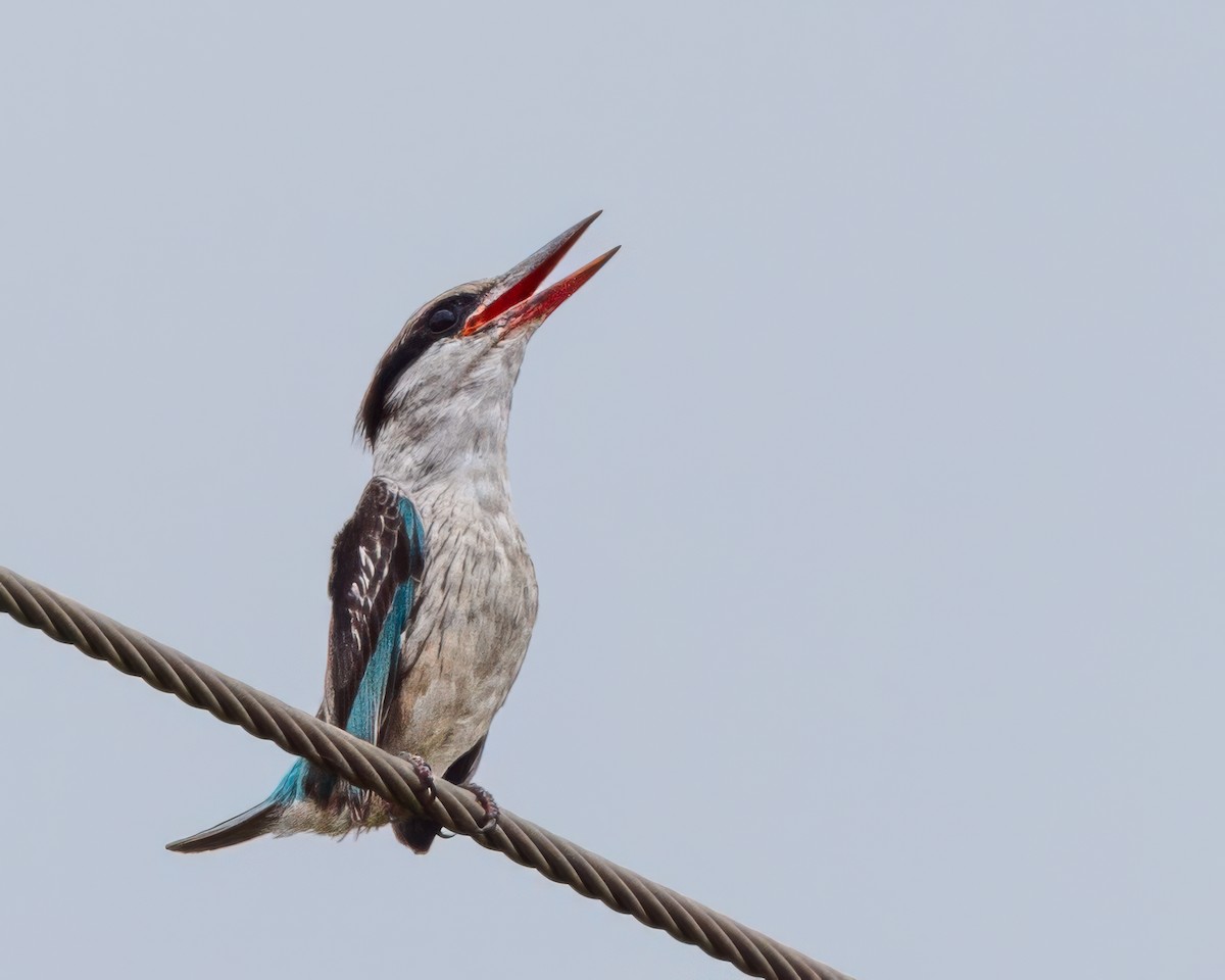 Striped Kingfisher - ML645988134