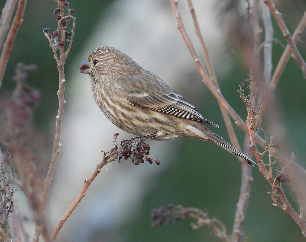 メキシコマシコ - ML645988138