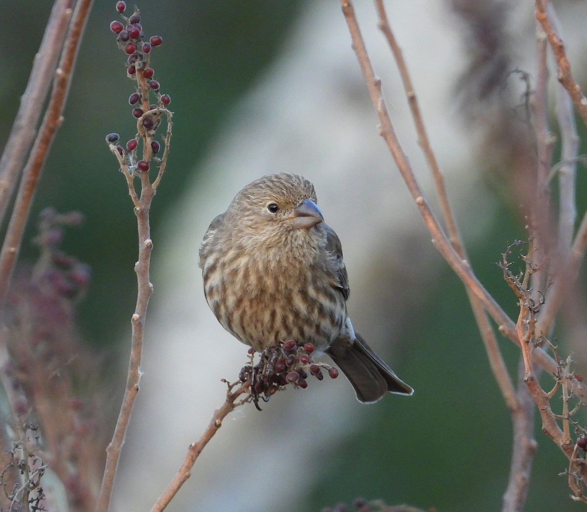 メキシコマシコ - ML645988139