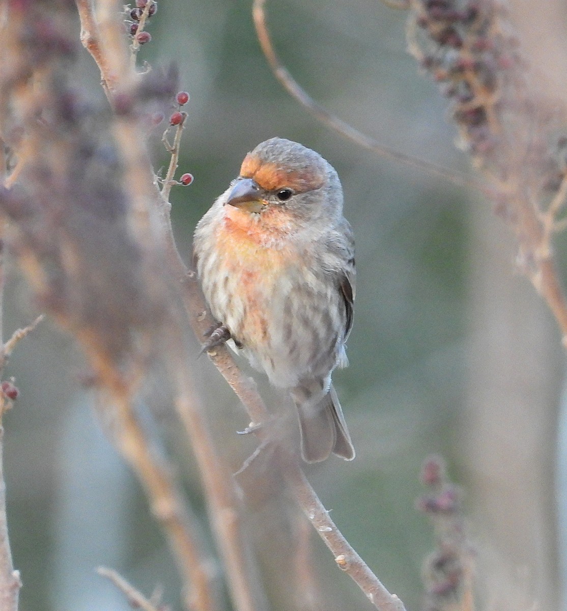 メキシコマシコ - ML645988140