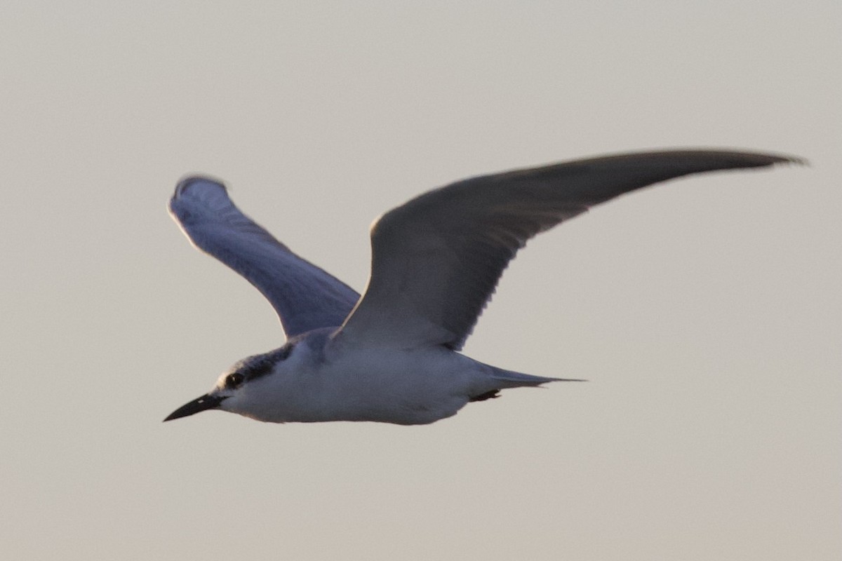 Whiskered Tern - ML645988142