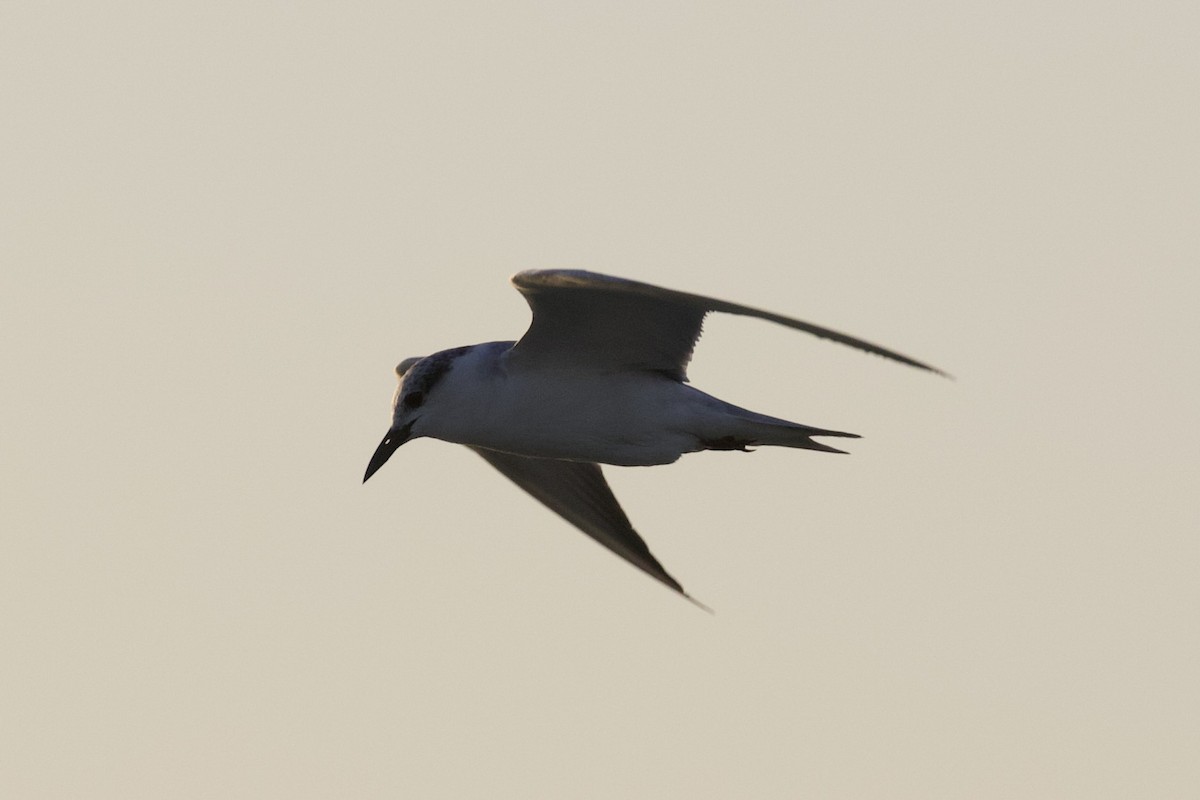 Whiskered Tern - ML645988143