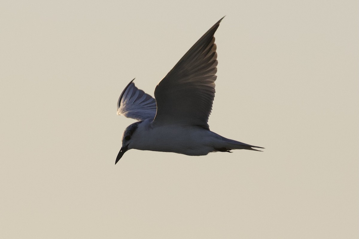 Whiskered Tern - ML645988144