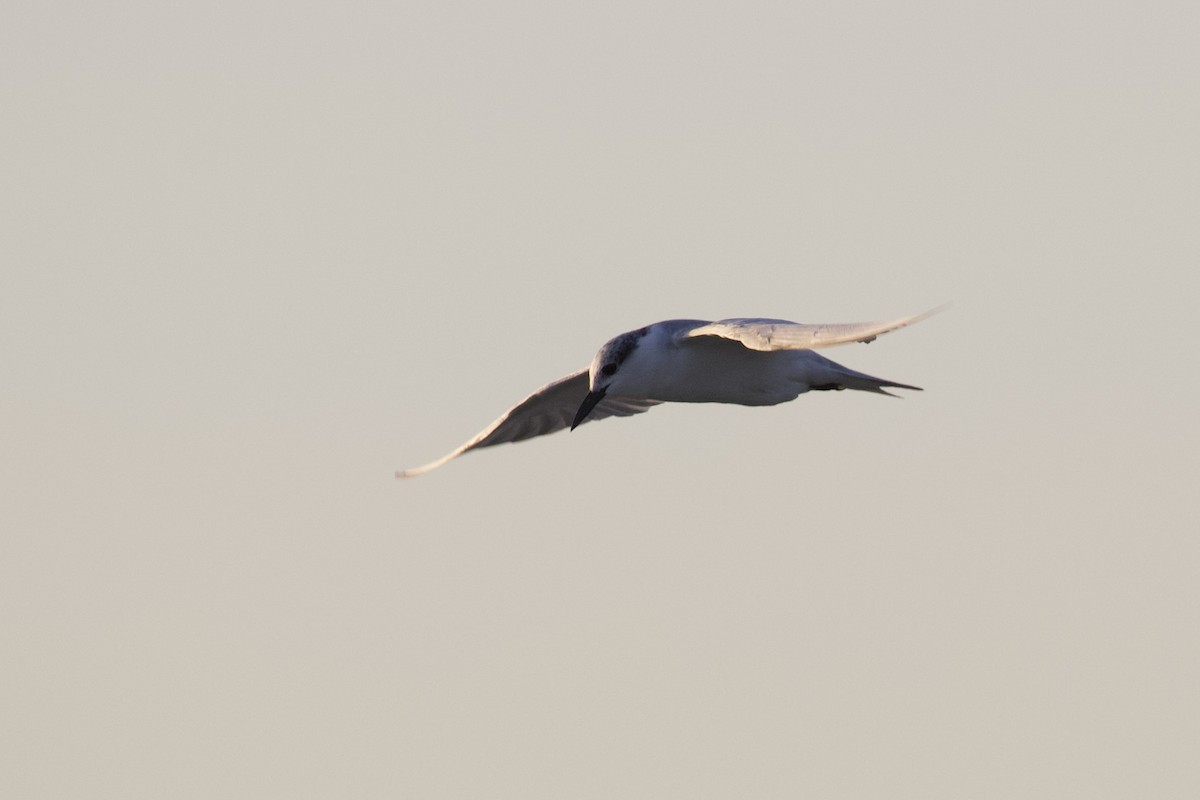 Whiskered Tern - ML645988145