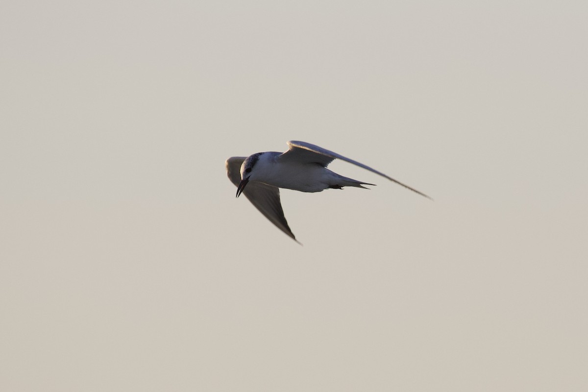 Whiskered Tern - ML645988146
