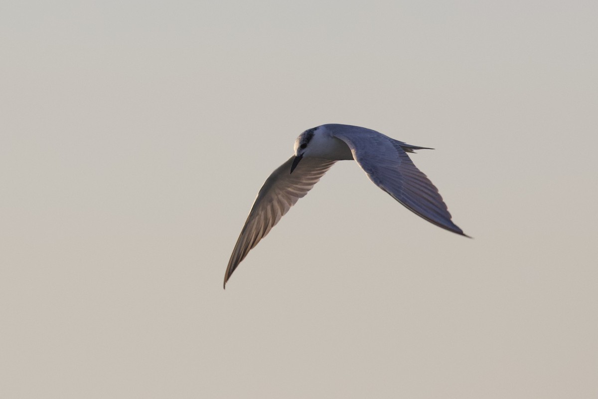 Whiskered Tern - ML645988147