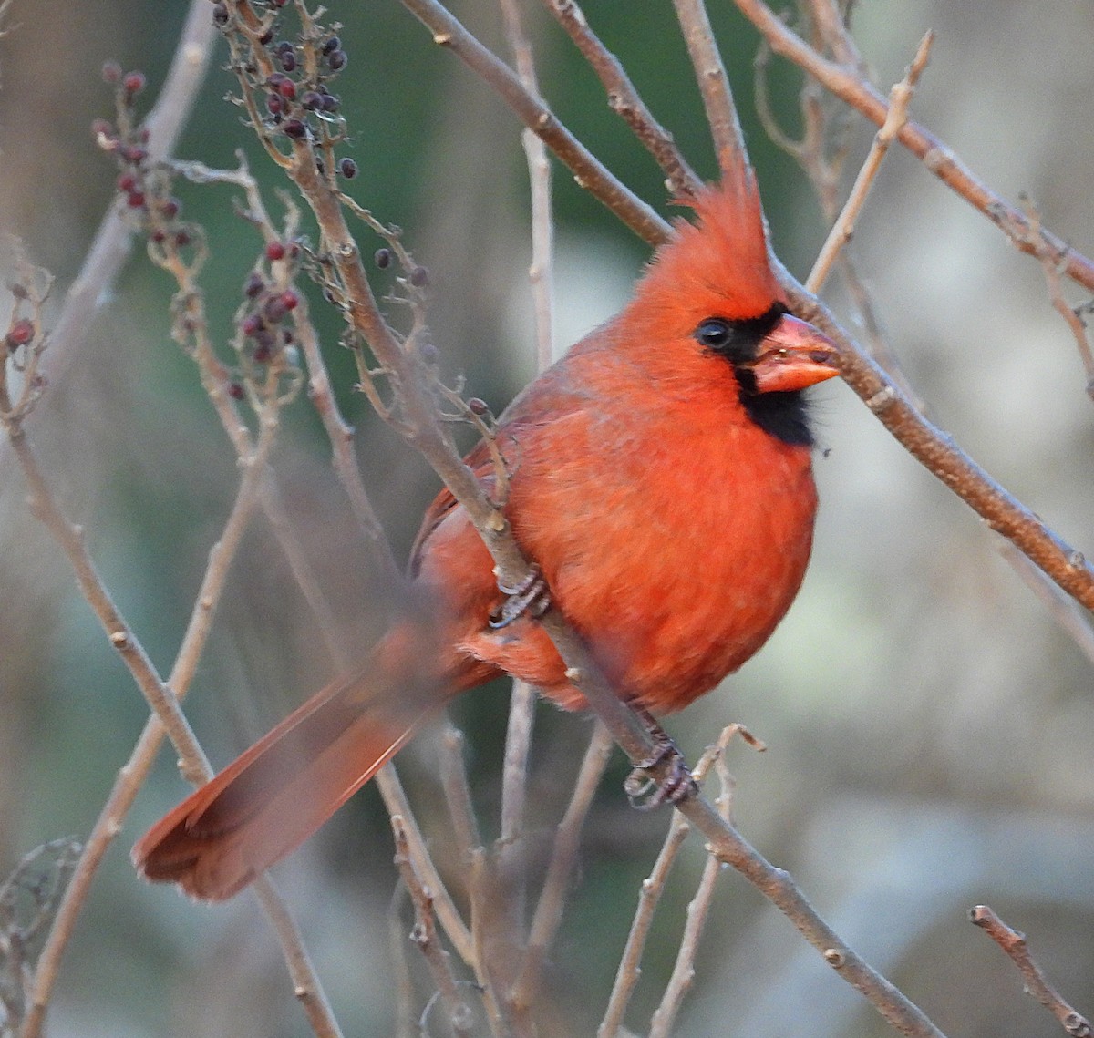 ショウジョウコウカンチョウ - ML645988148