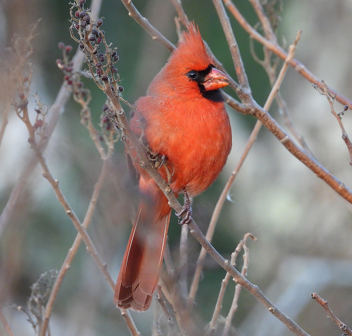 ショウジョウコウカンチョウ - ML645988149