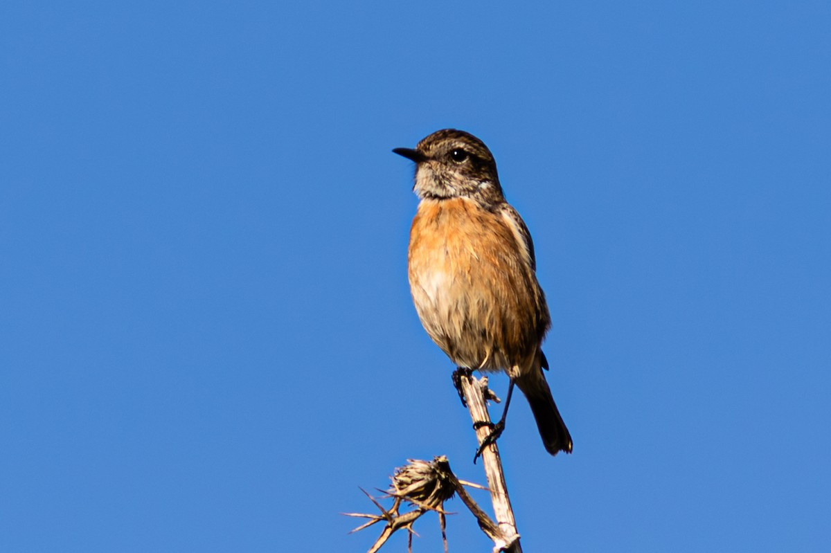 European Stonechat - ML645988159