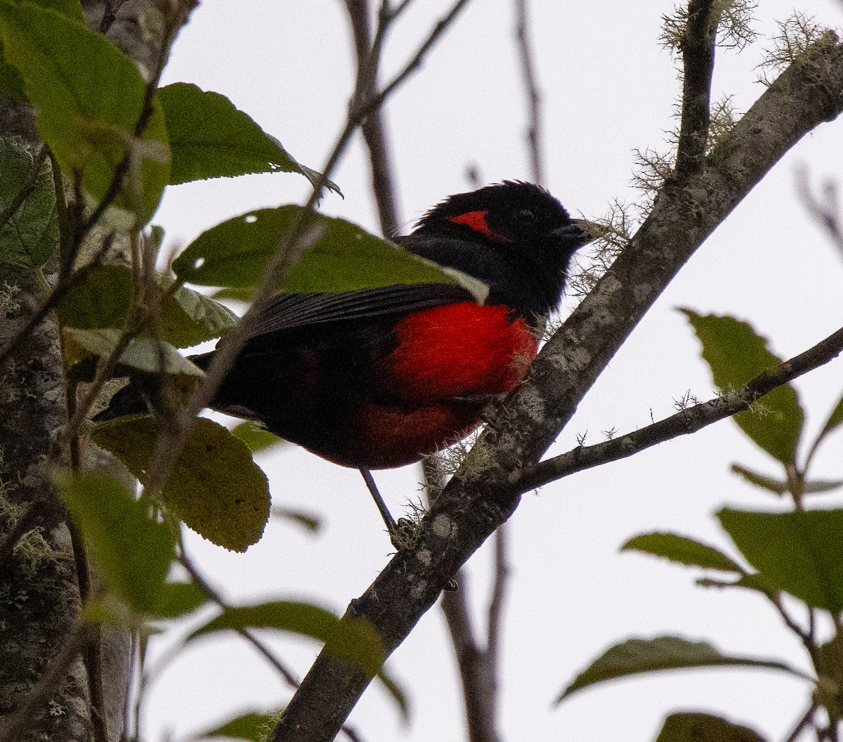 Scarlet-bellied Mountain Tanager - ML645988164