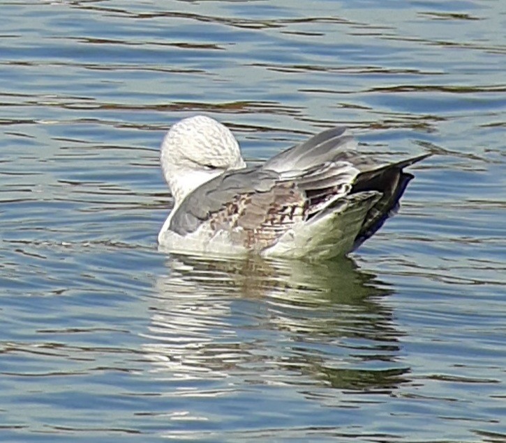 racek středomořský - ML645988168