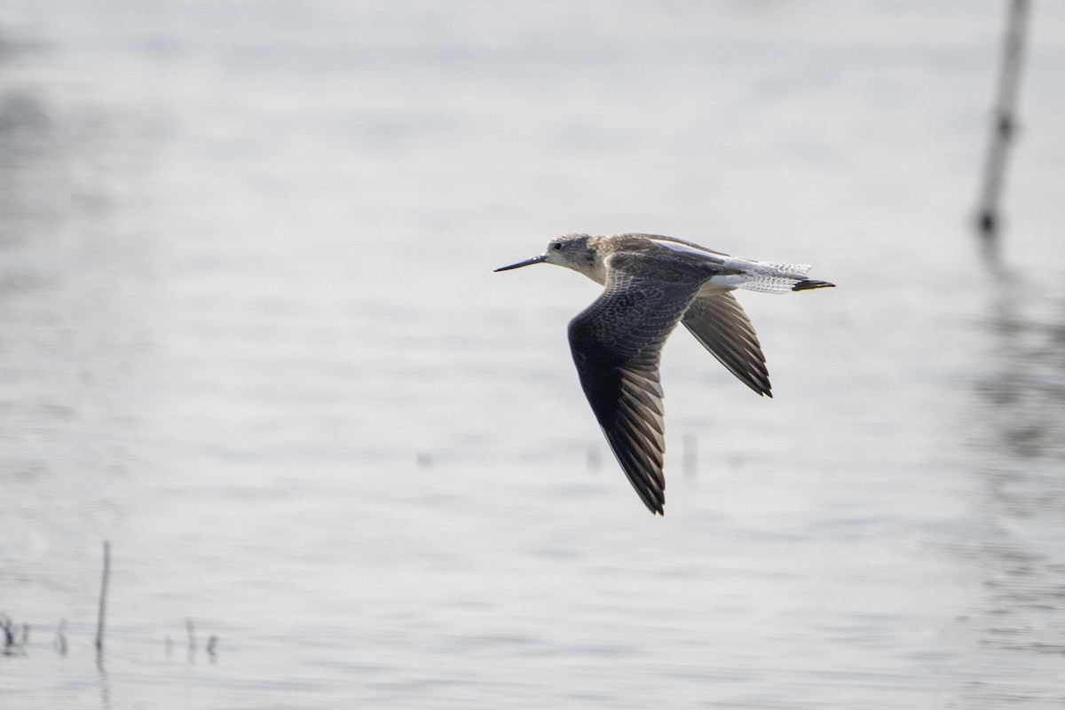 Common Greenshank - ML645988169