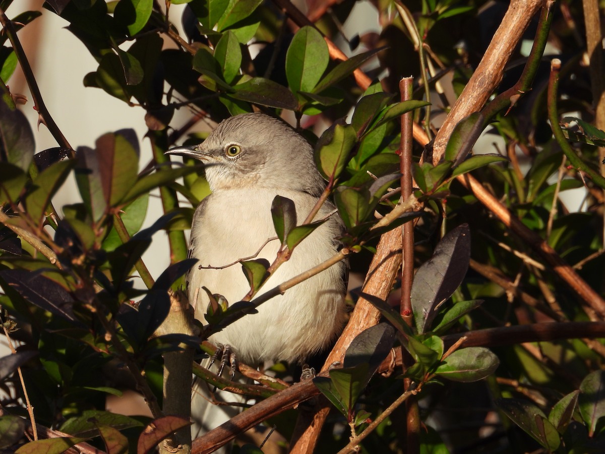 マネシツグミ - ML645988171