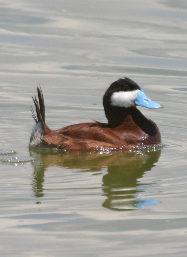 Schwarzkopf-Ruderente - ML645988183