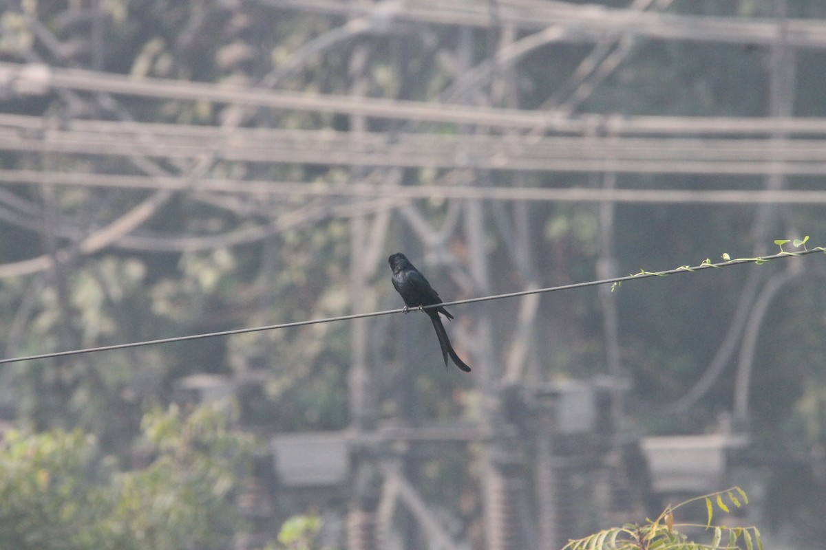 Black Drongo - ML645988193