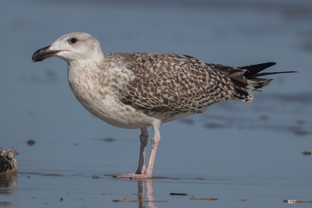 Great Black-backed Gull - ML645988194