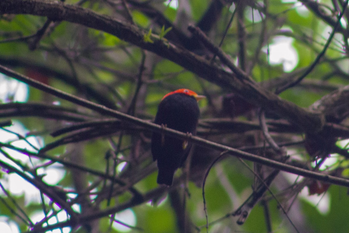 Red-capped Manakin - ML645988195