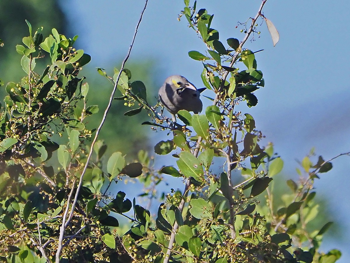 Wattled Starling - ML645988196