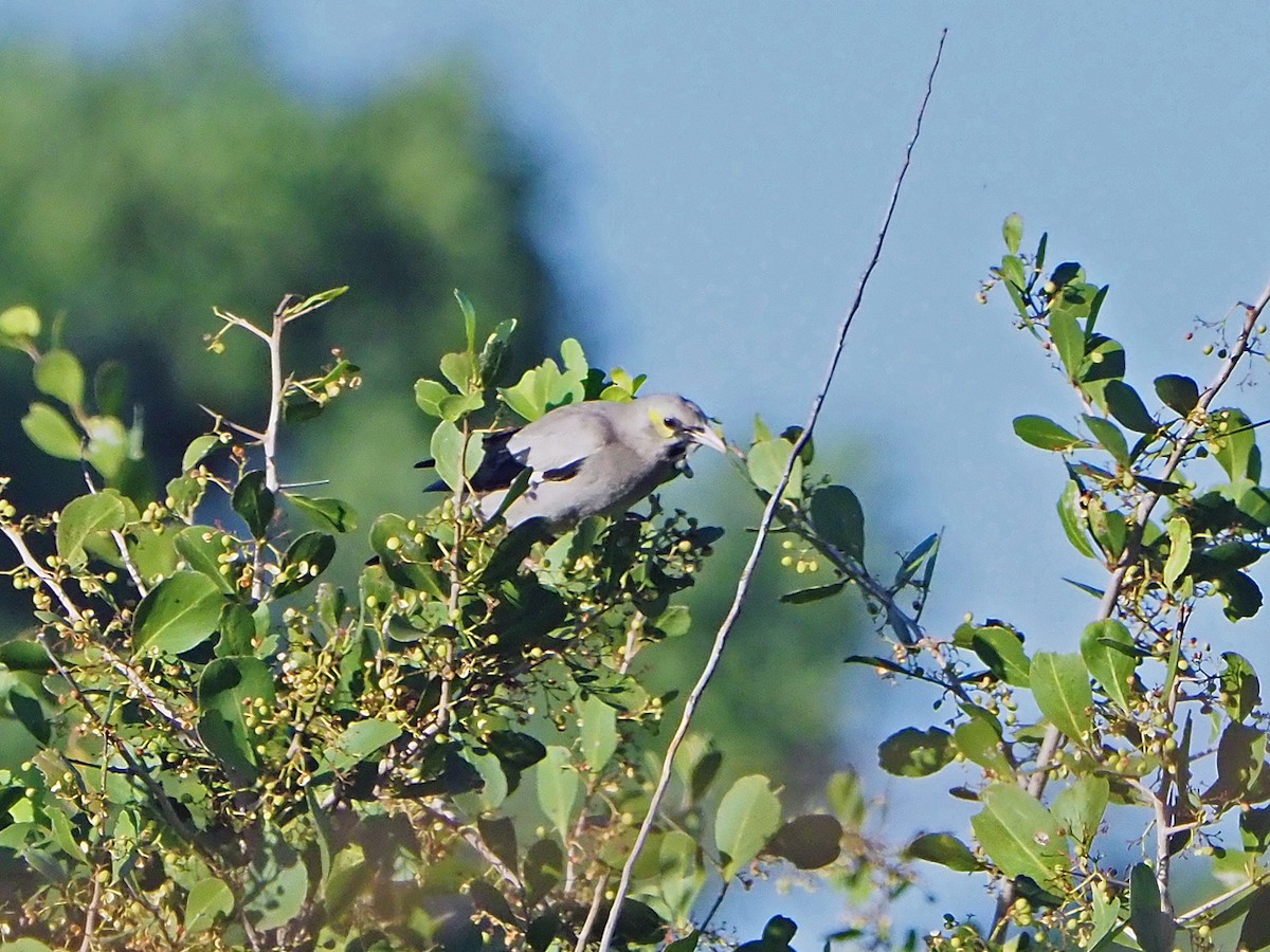 Wattled Starling - ML645988197