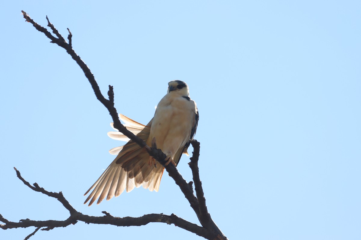 Pearl Kite - ML645988198