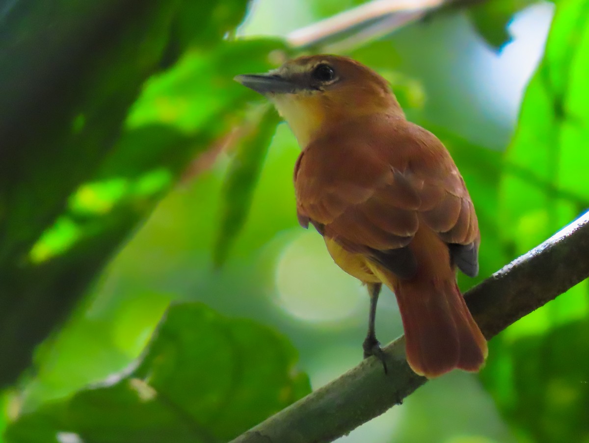 Cinnamon Becard - ML645988200