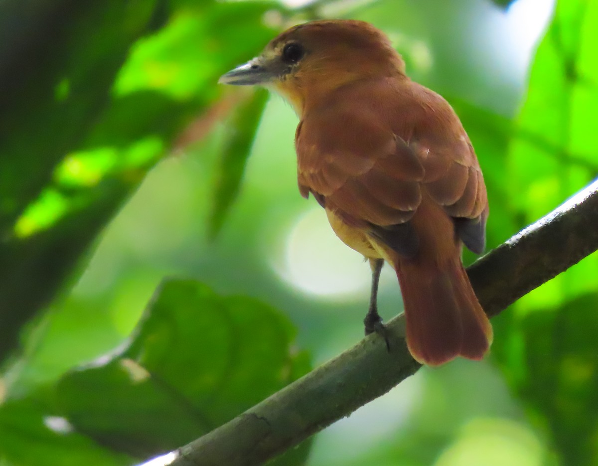 Cinnamon Becard - ML645988201