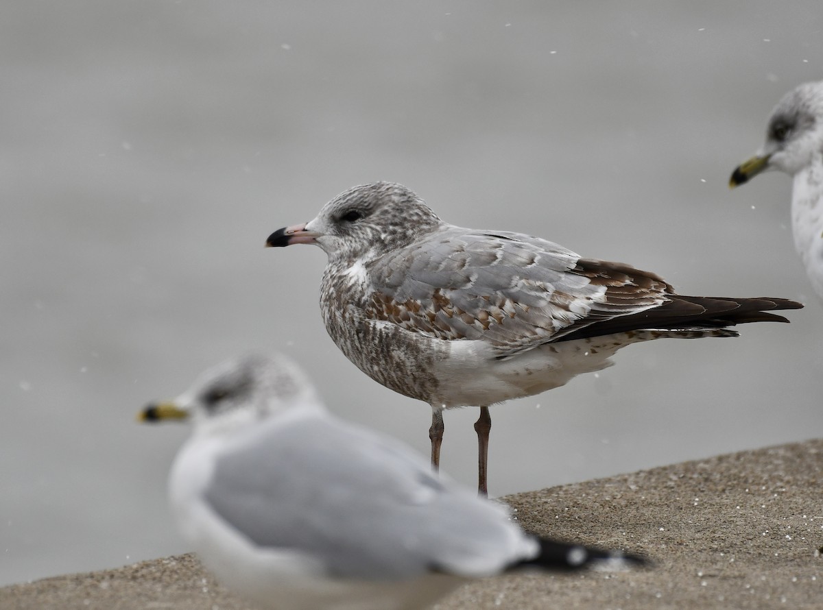 Ring-billed Gull - ML645988204