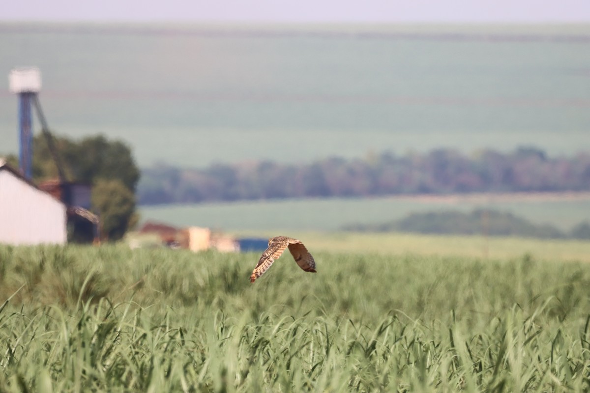 Short-eared Owl - ML645988209