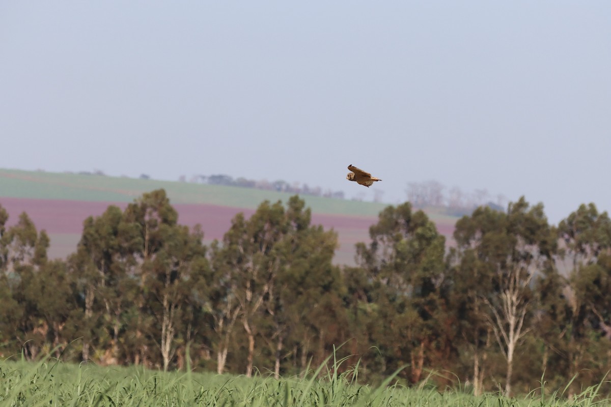 Short-eared Owl - ML645988210