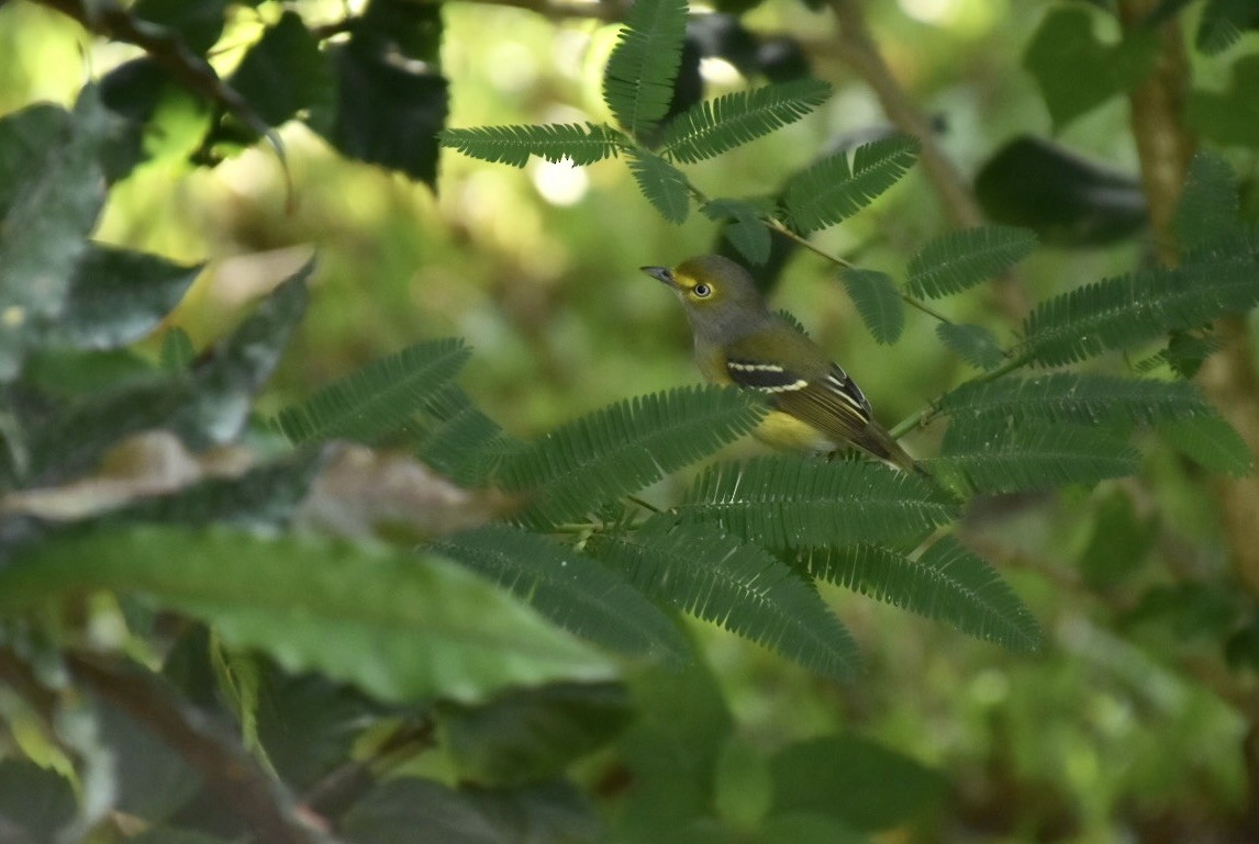 Weißaugenvireo - ML645988211