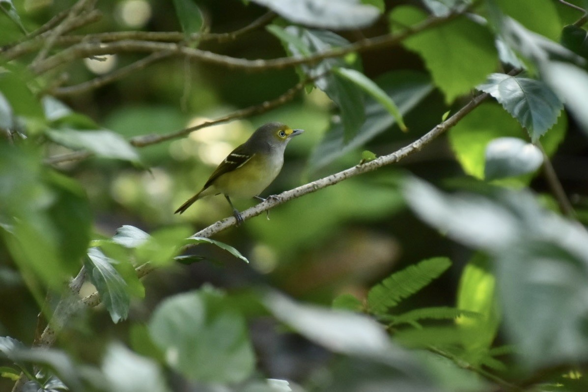 Weißaugenvireo - ML645988214