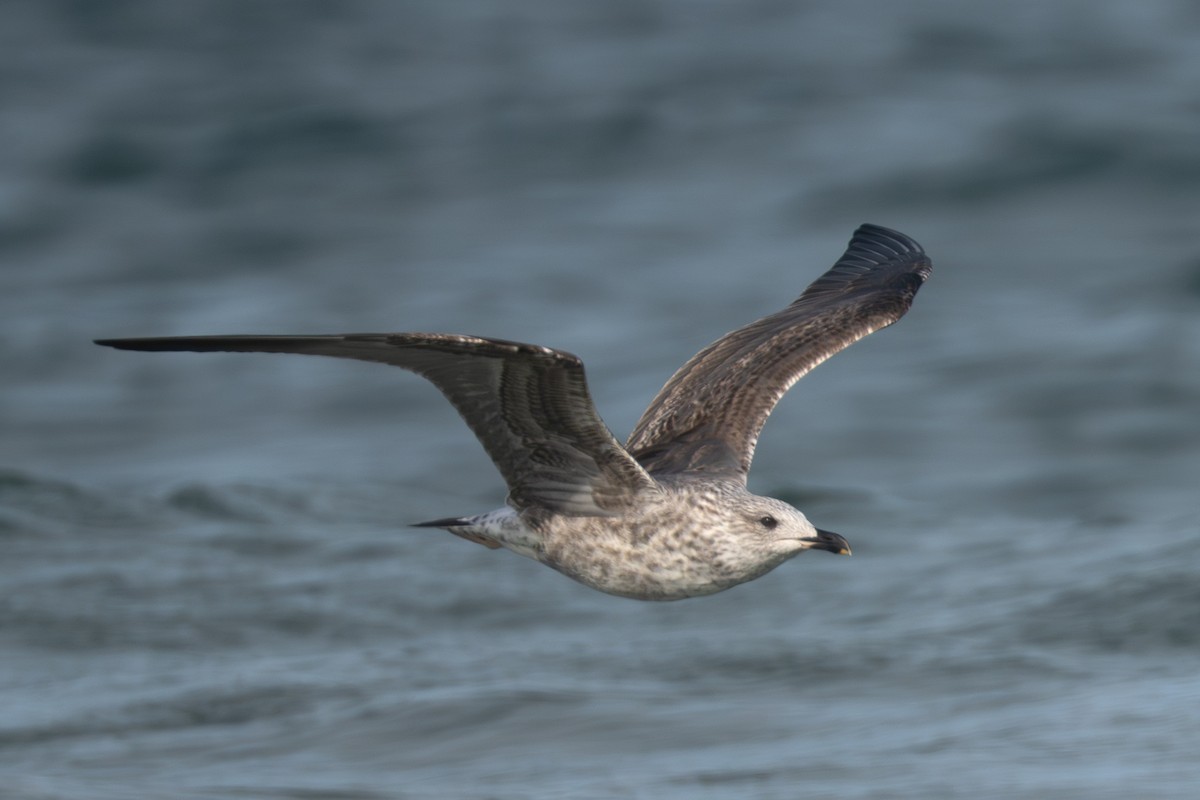 Great Black-backed Gull - ML645988216