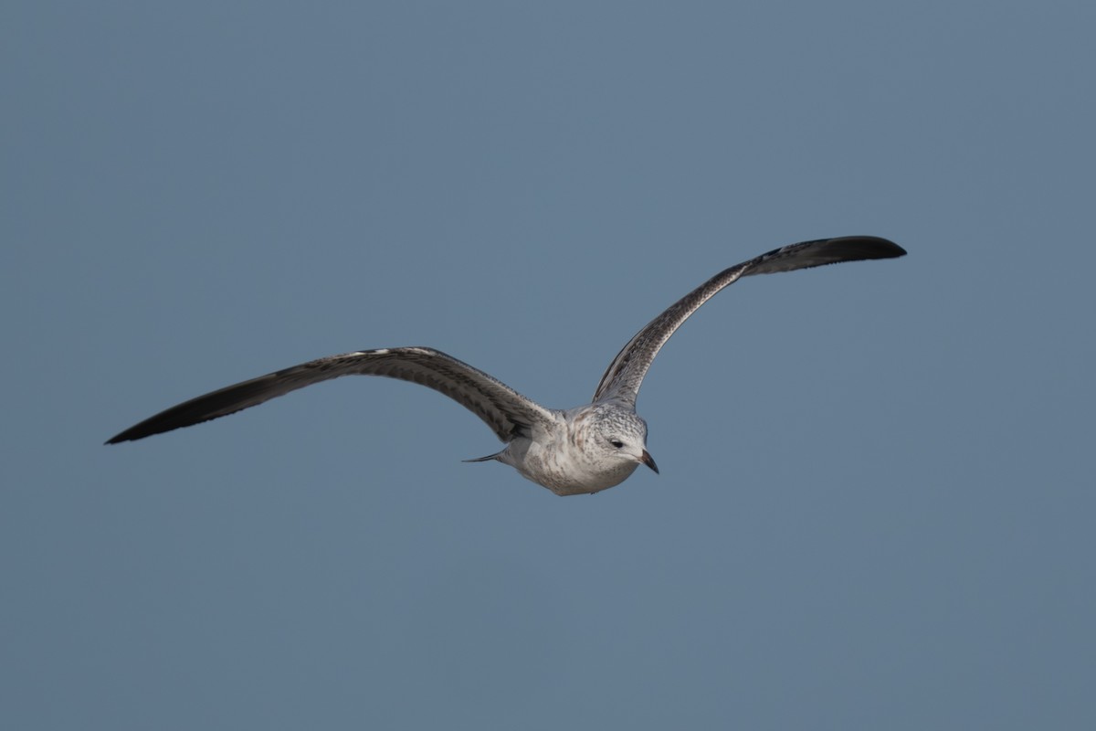 Great Black-backed Gull - ML645988217