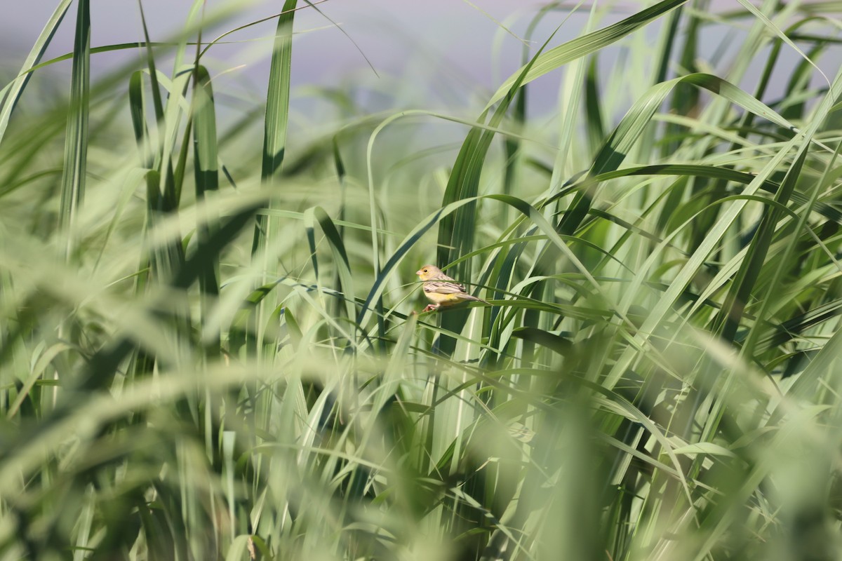 Короткоклювый зерноед - ML645988219